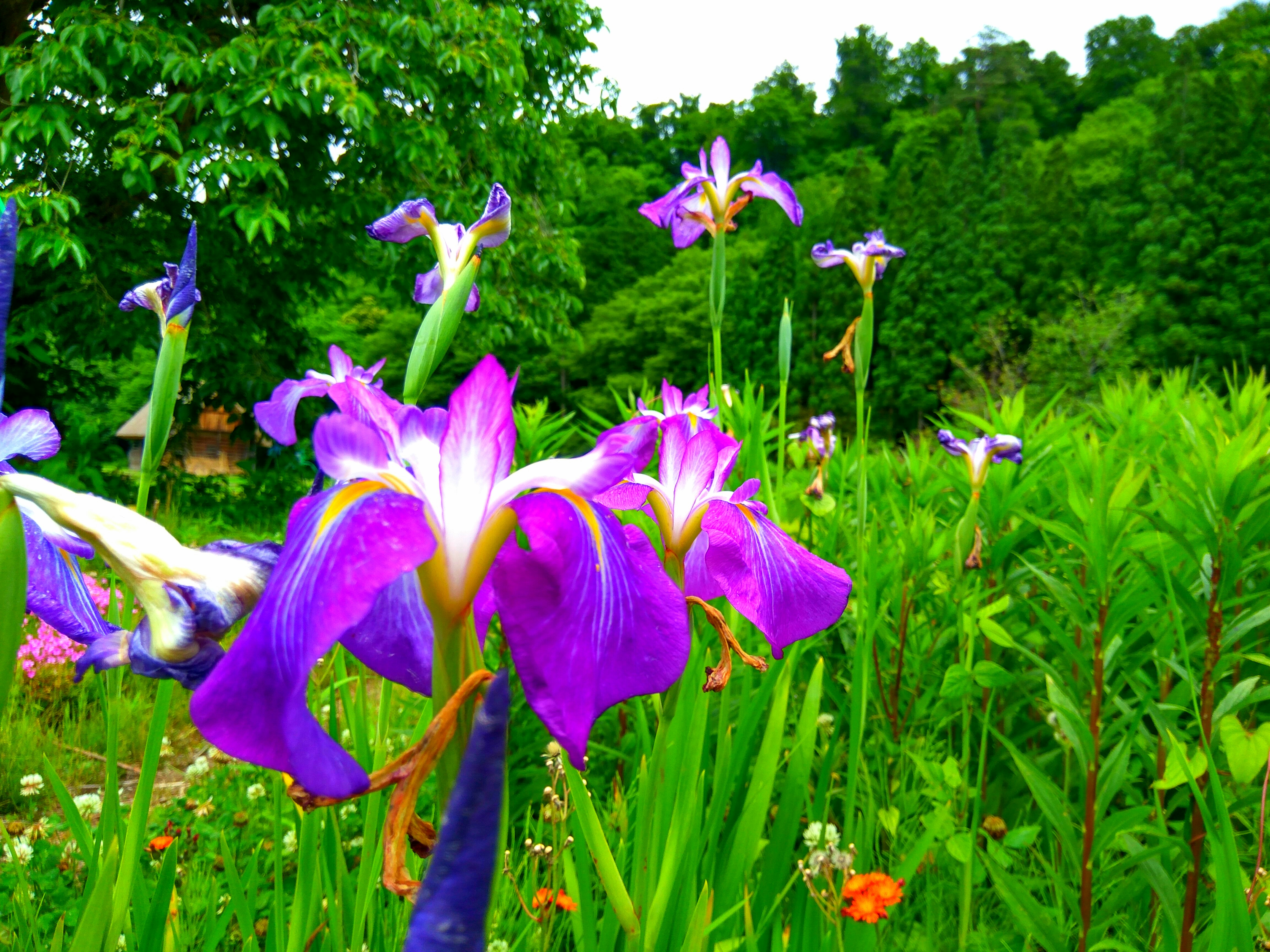 flores tokyo